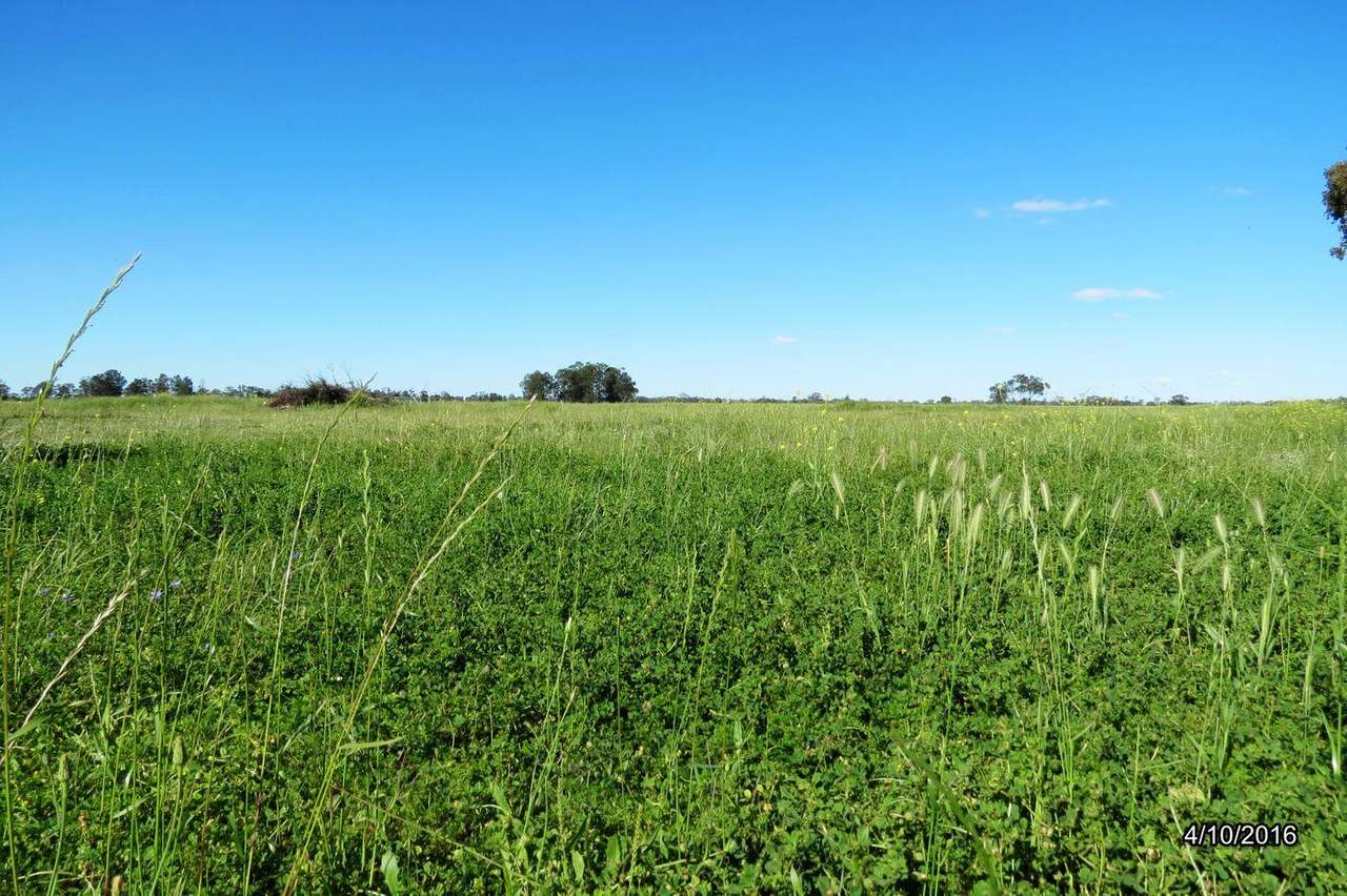 295 Hd Creek Road, Wee Waa For Sale by Farmbuy.com - image 9