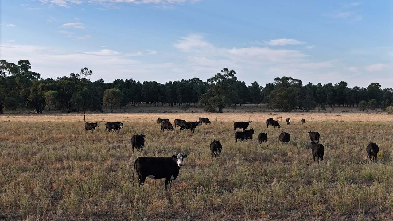 Farm 120, 1207 Donald Ross Drive, Coleambally Sold by Farmbuy.com - image 9