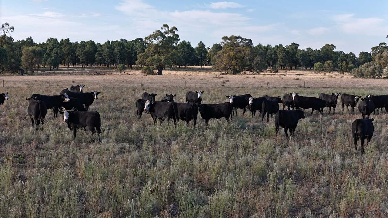 Farm 120, 1207 Donald Ross Drive, Coleambally Sold by Farmbuy.com - image 10