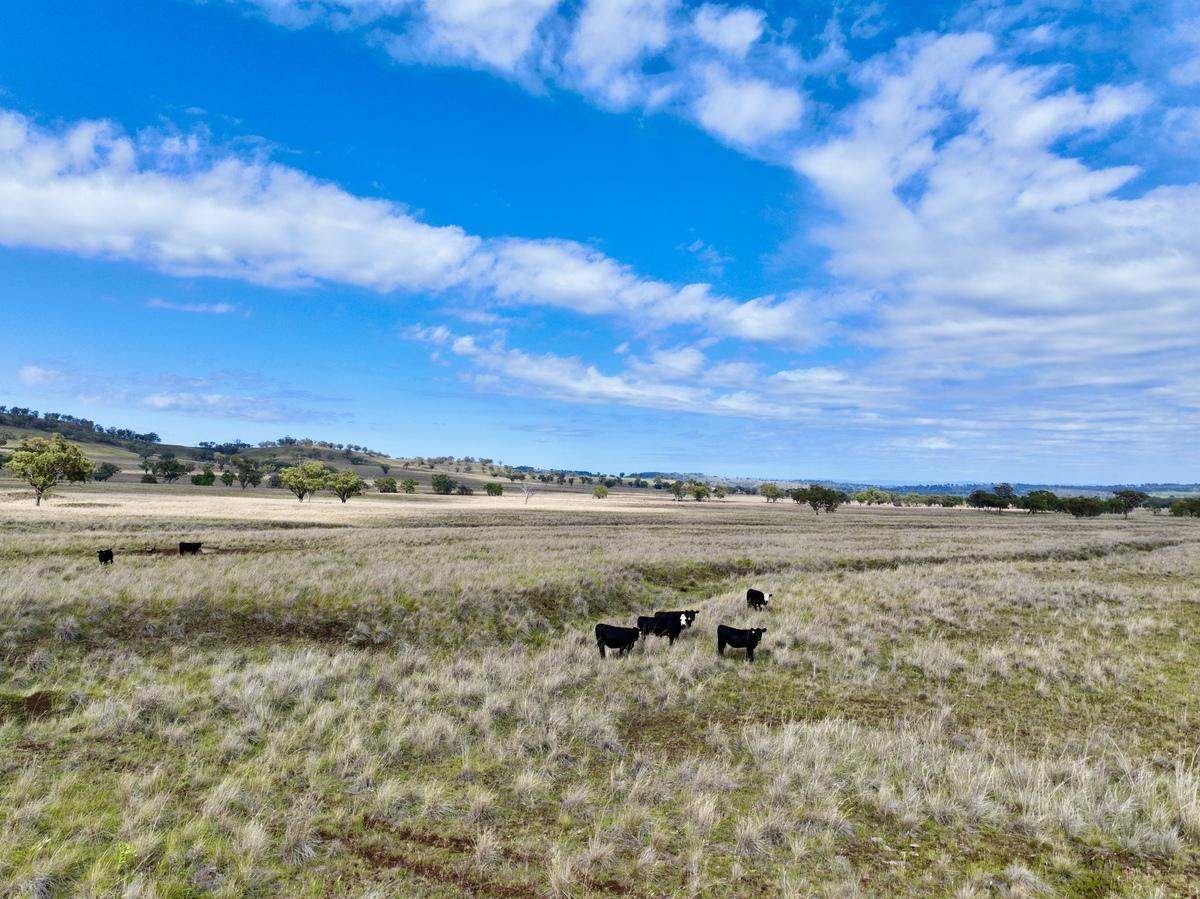 713 Swinging Ridges Road, Willow Tree For Sale by Farmbuy.com - image 14