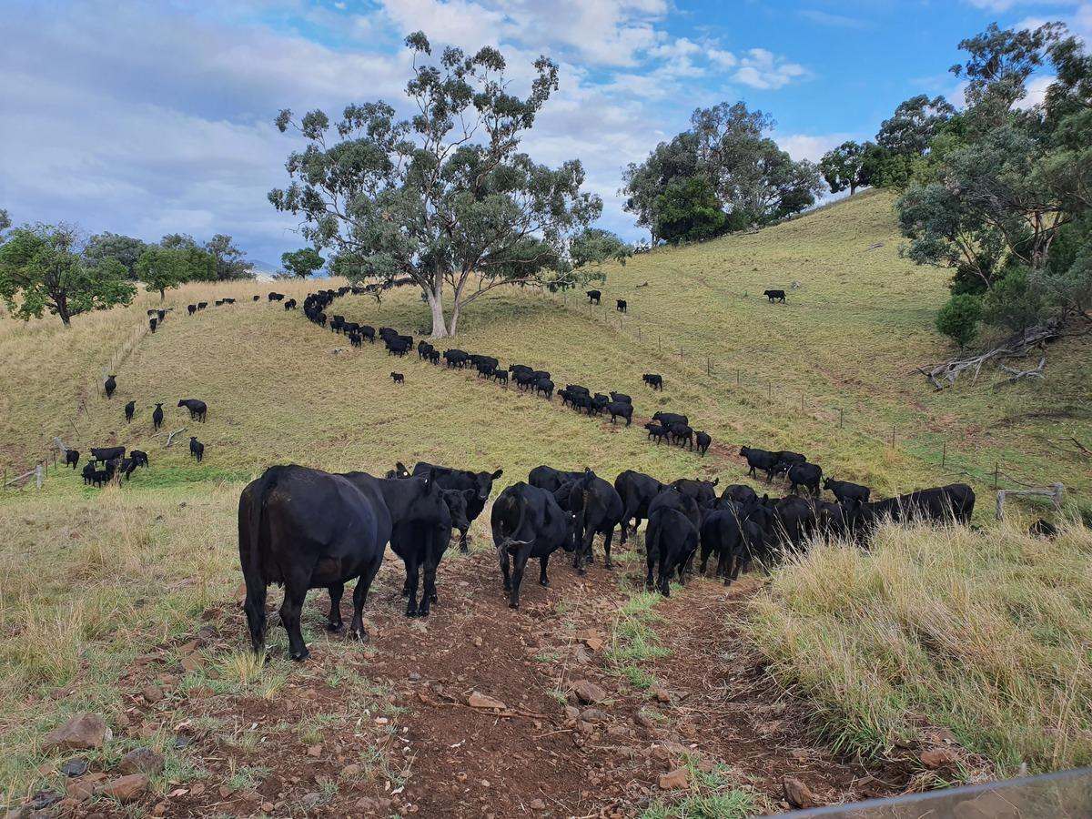568 Pandora Pass Road , Bundella For Sale by Farmbuy.com - image 20