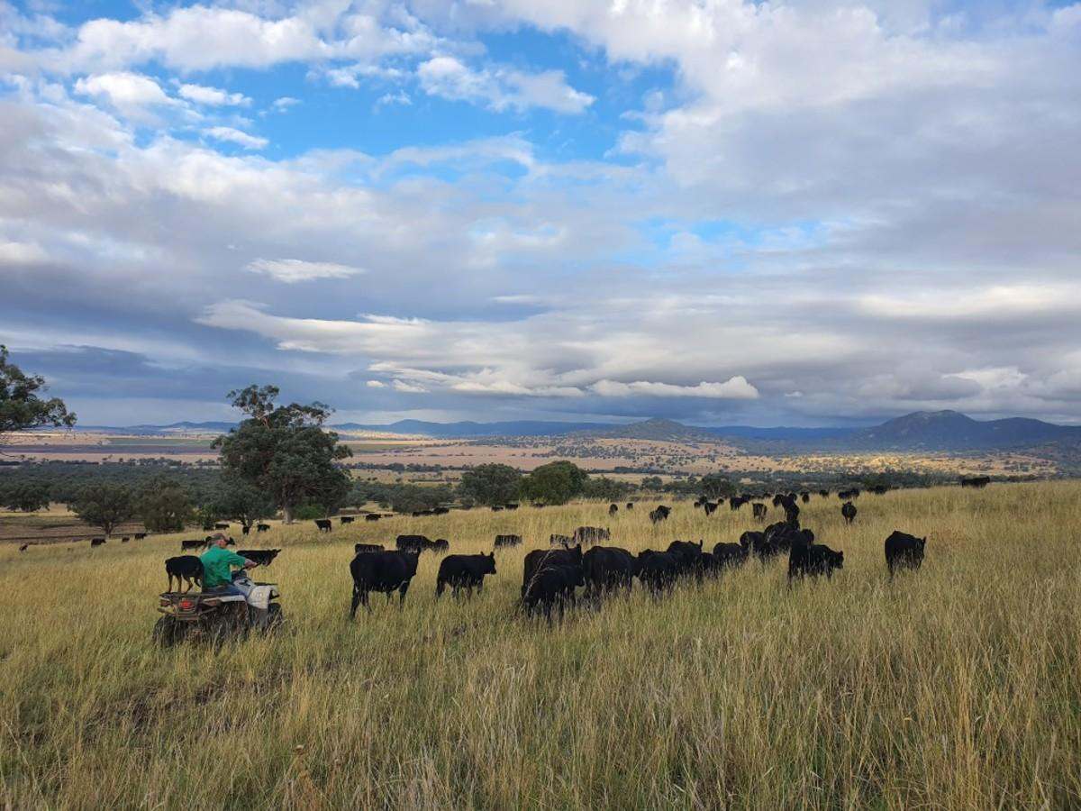 568 Pandora Pass Road , Bundella For Sale by Farmbuy.com - image 28