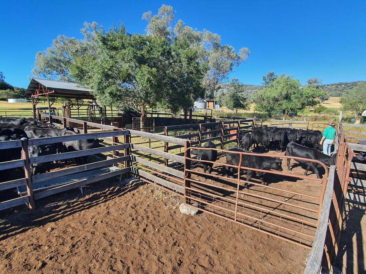 568 Pandora Pass Road , Bundella For Sale by Farmbuy.com - image 24
