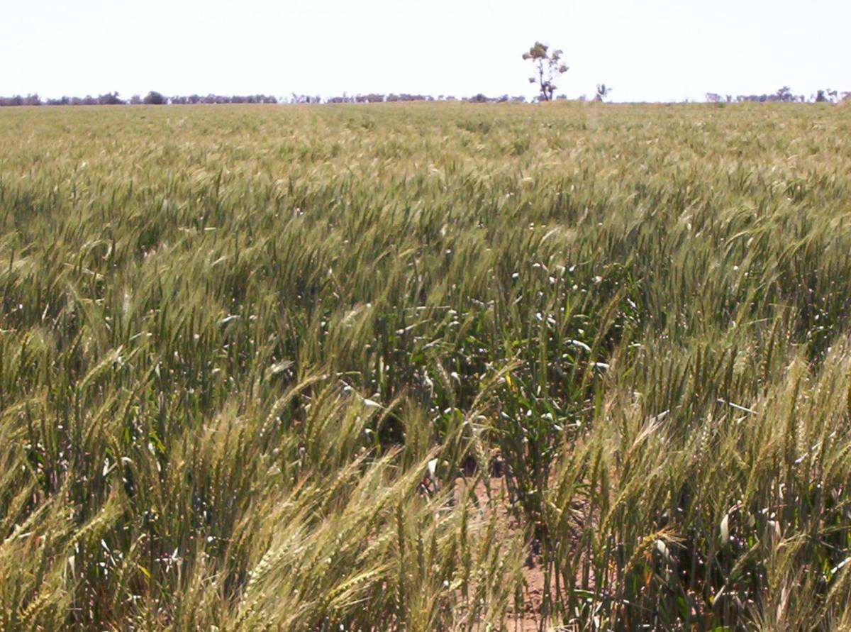 464 Goangra Road, Cryon Auction by Farmbuy.com - image 6