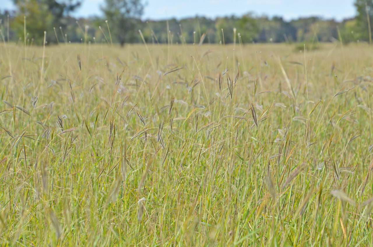 Old Moonie Road, Southwood Sold by Farmbuy.com - image 2