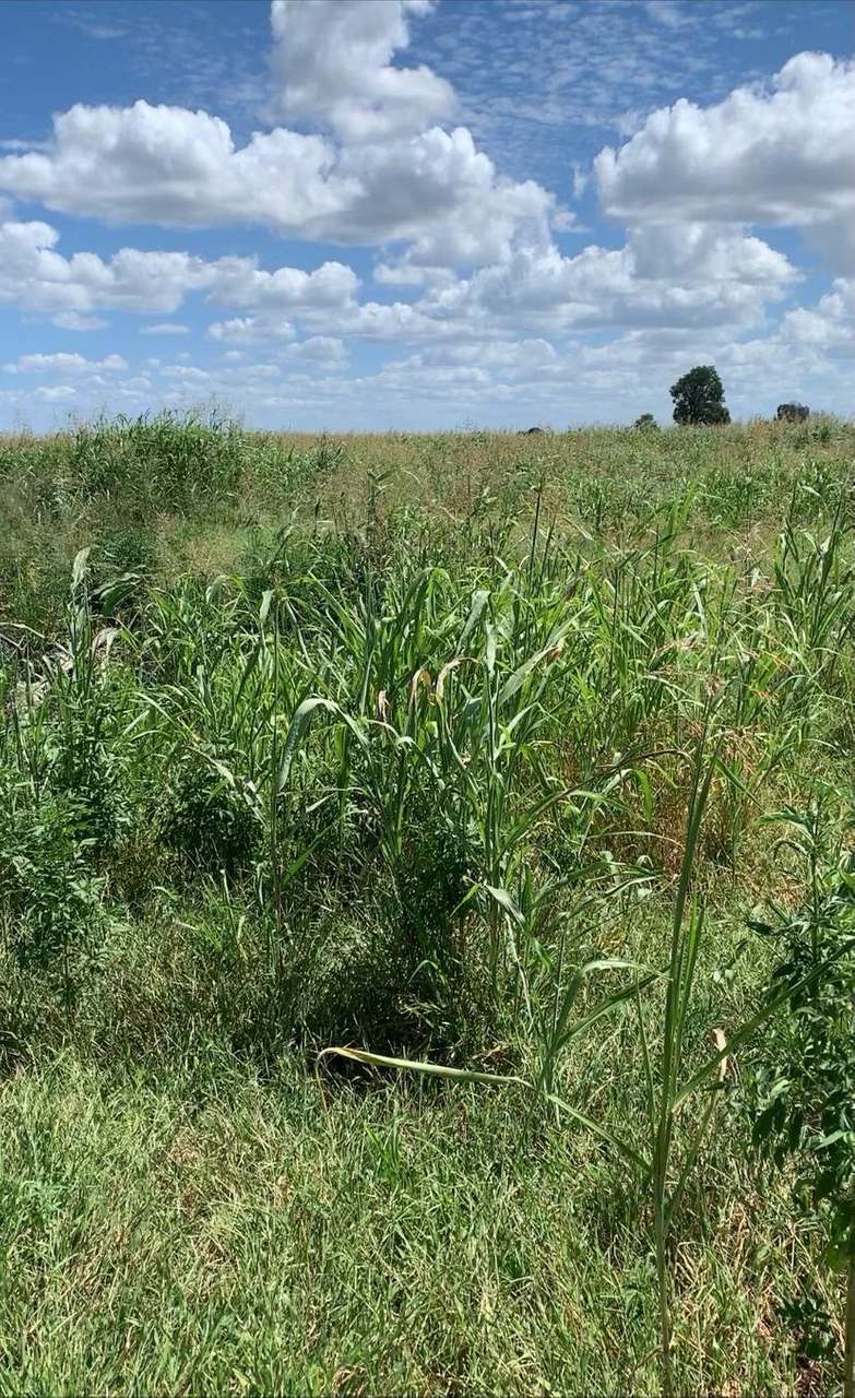 Woltmanns and Paines Road , Durong For Sale by Farmbuy.com - image 2
