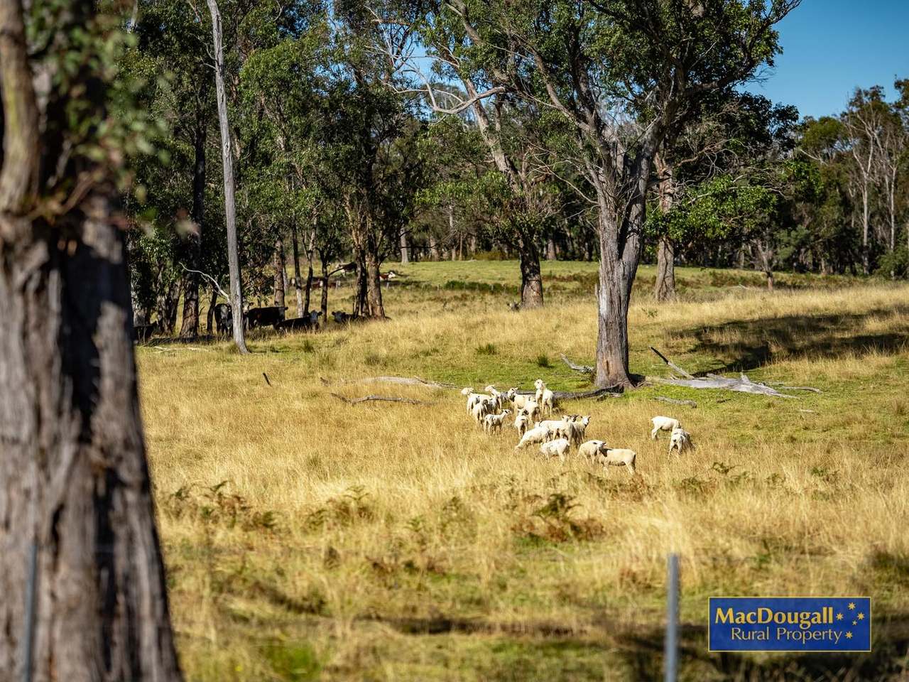338 Fishington Road, Wongwibinda  For Sale by Farmbuy.com - image 24