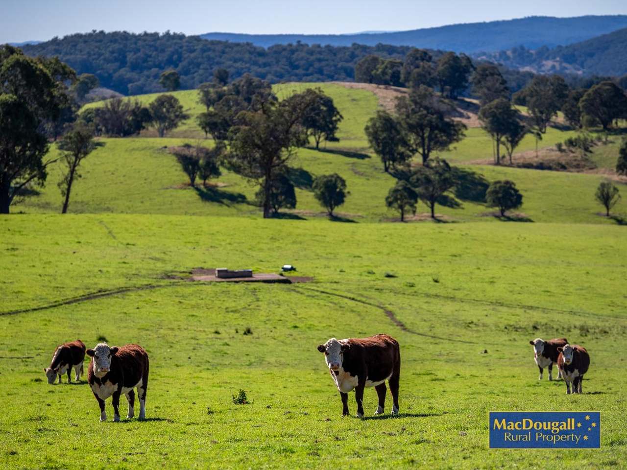 338 Fishington Road, Wongwibinda  For Sale by Farmbuy.com - image 18