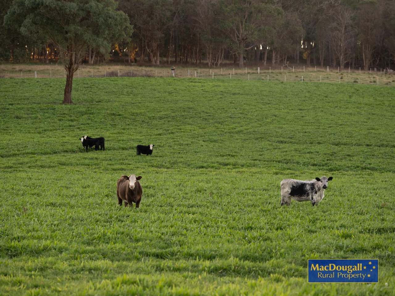 161 Hickeys Road, Wongwibinda For Sale by Farmbuy.com - image 18