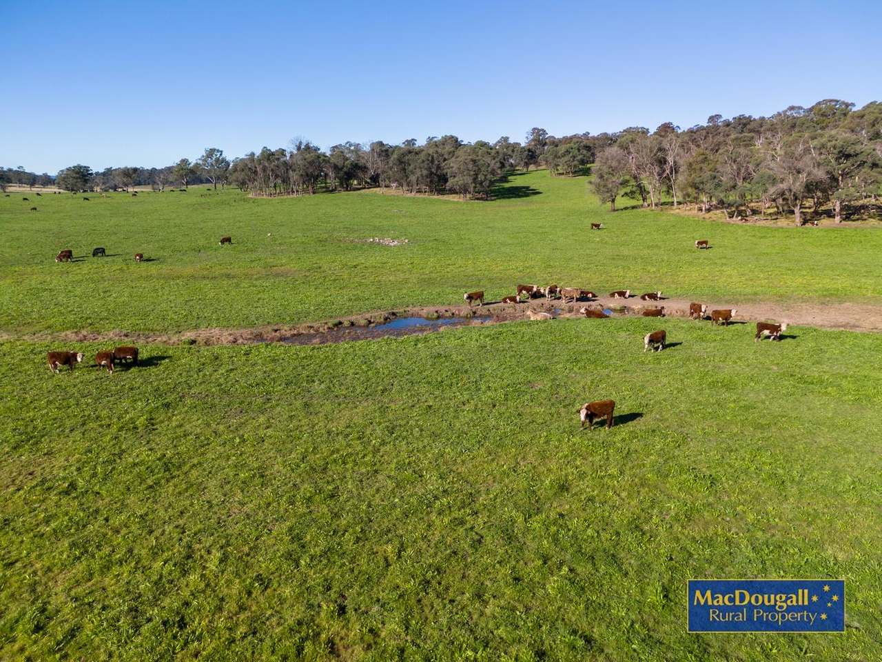 161 Hickeys Road, Wongwibinda For Sale by Farmbuy.com - image 5