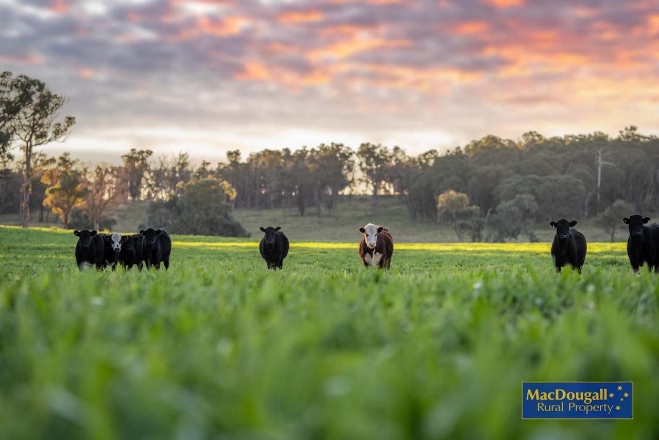 161 Hickeys Road, Wongwibinda For Sale by Farmbuy.com - image 19