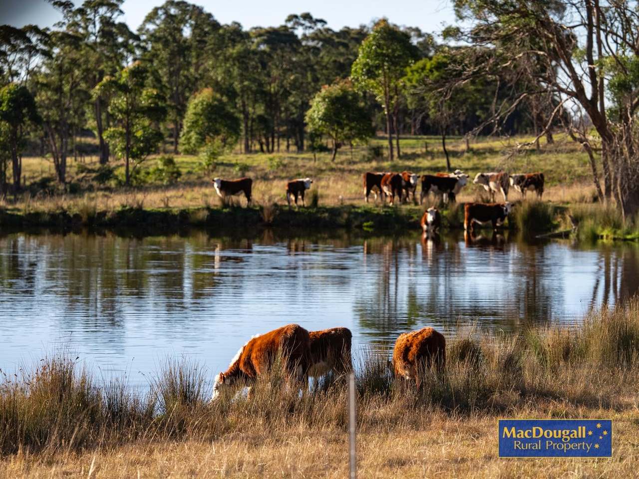161 Hickeys Road, Wongwibinda For Sale by Farmbuy.com - image 14