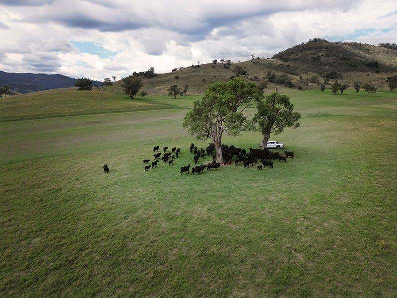 803 Ogunbil Road, Dungowan Auction by Farmbuy.com - image 12