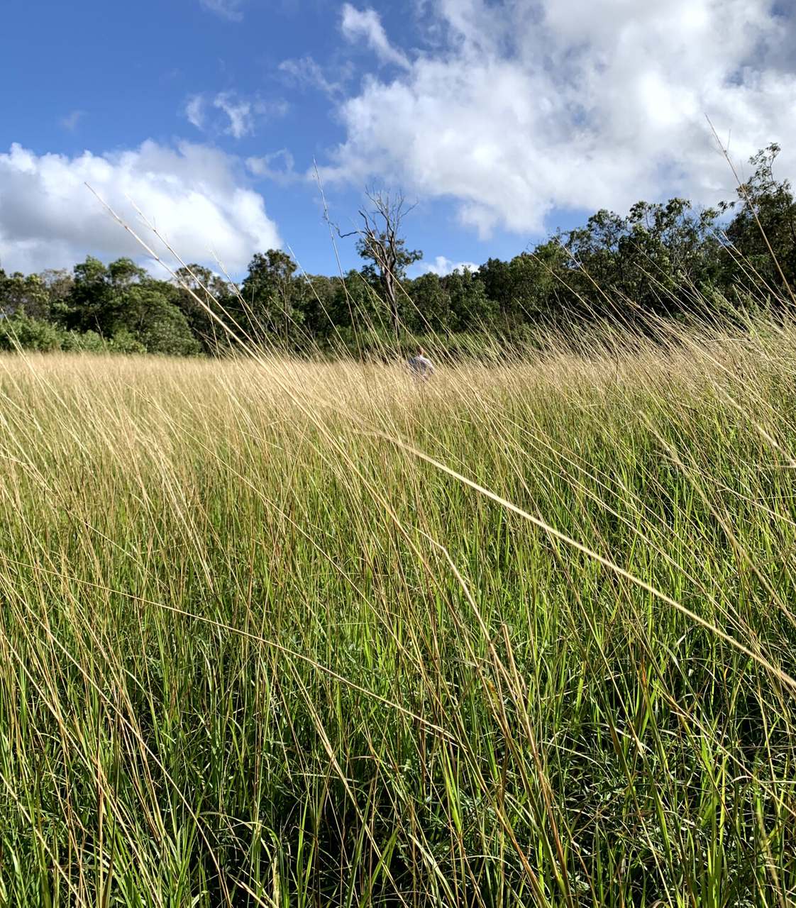 Endeavour Battlecamp Road, Cooktown For Sale by Farmbuy.com - image 8