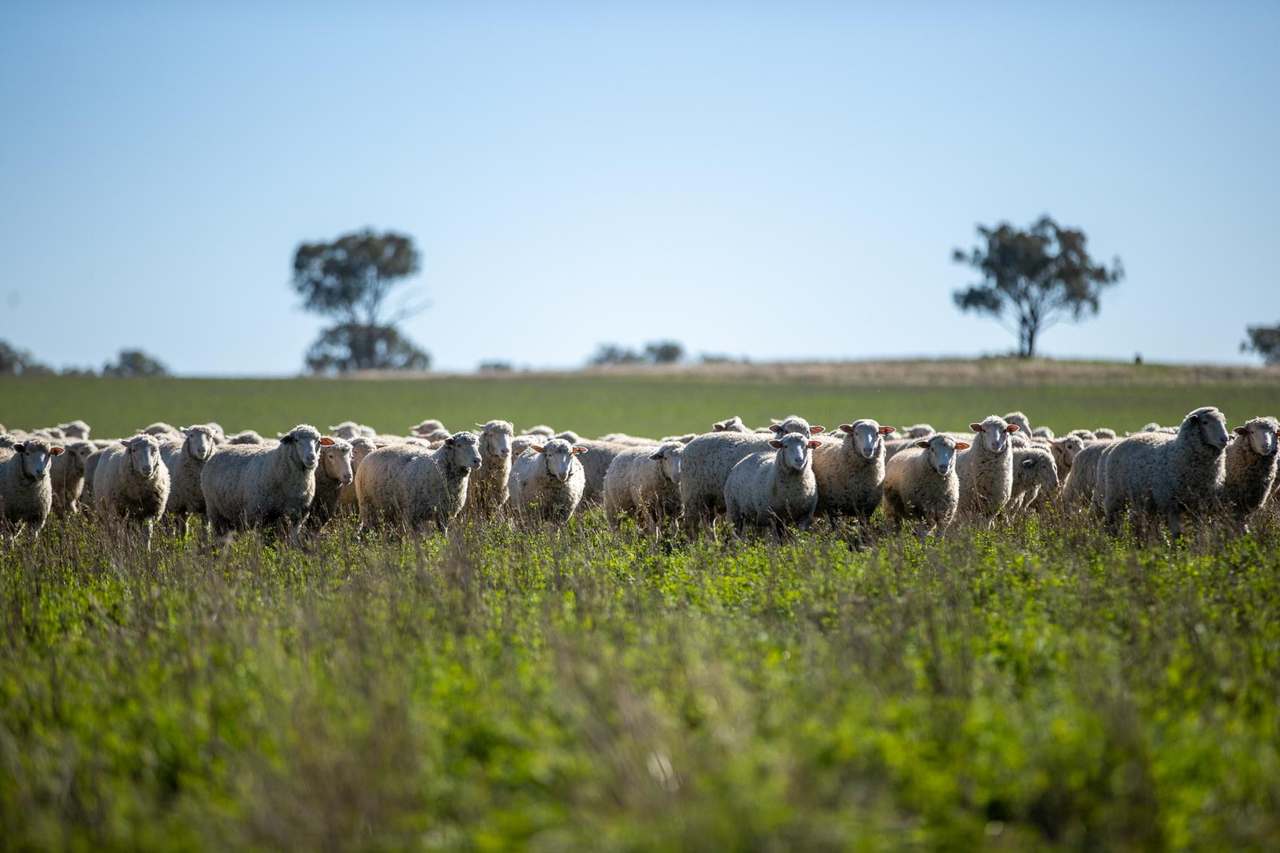 3243-3351 Trevallyn Road, Upper Horton Auction by Farmbuy.com - image 23
