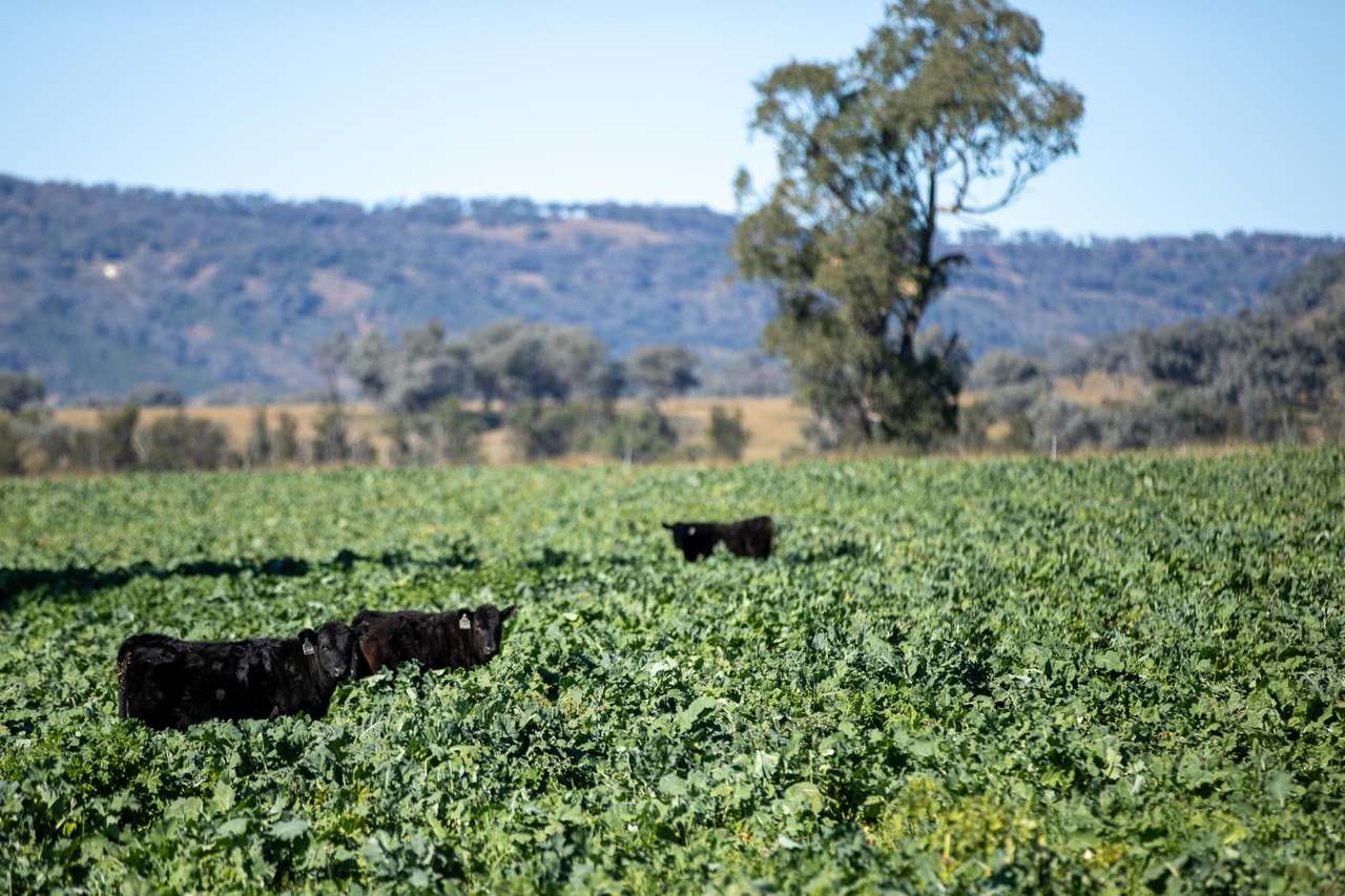 3243-3351 Trevallyn Road, Upper Horton Auction by Farmbuy.com - image 4