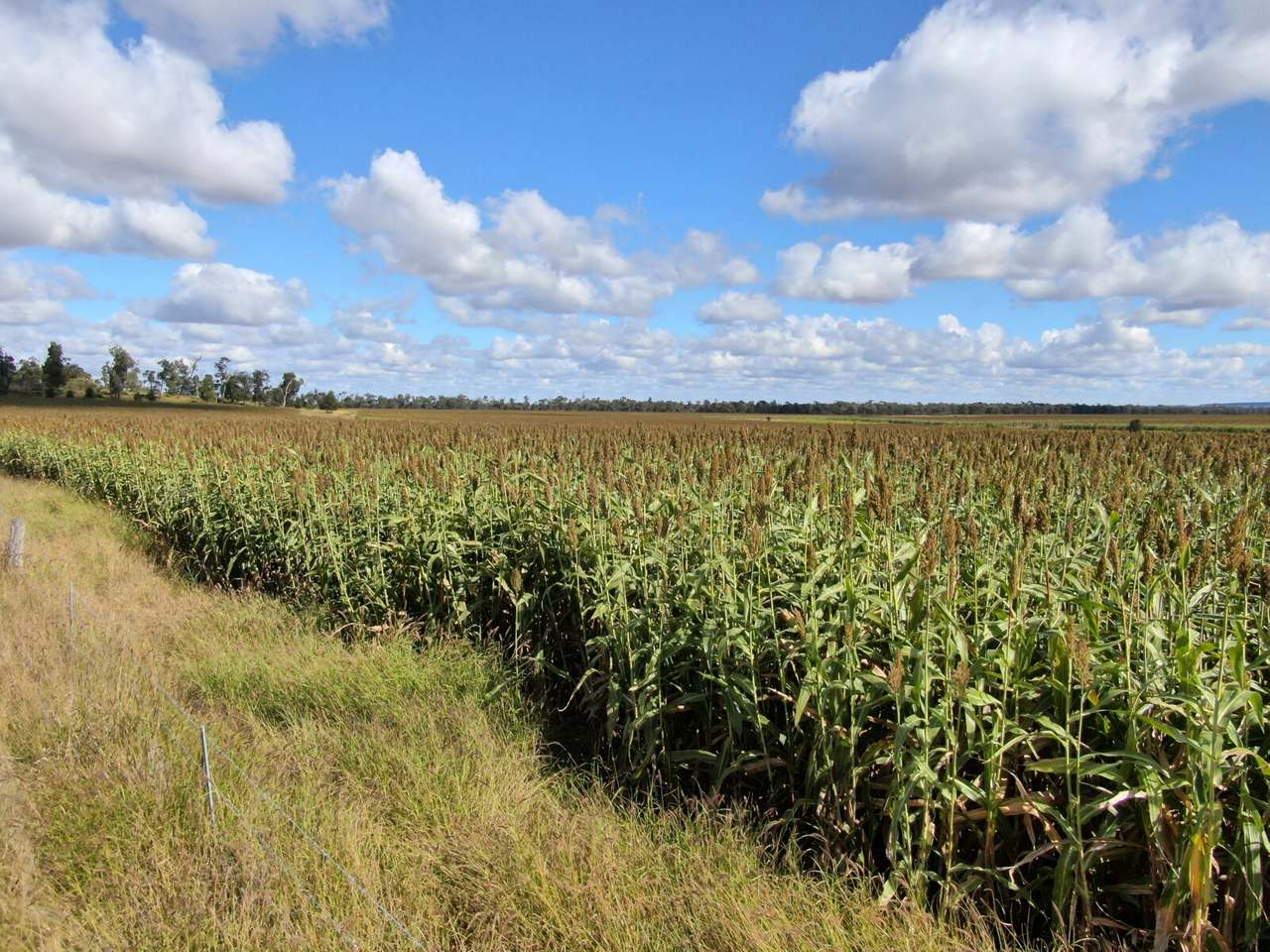 55165 Leichhardt Highway , Billa Billa For Sale by Farmbuy.com - image 4
