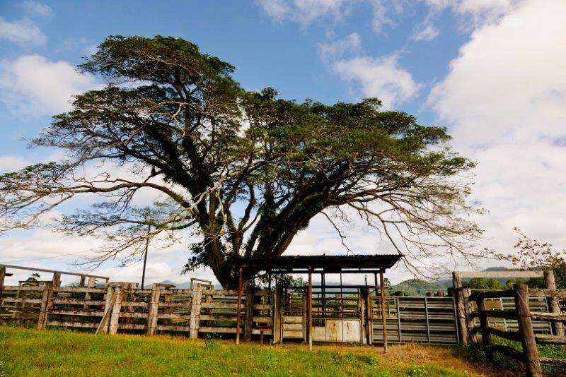 1297 Mossman-Mount Molloy Road, Julatten For Sale by Farmbuy.com - image 36