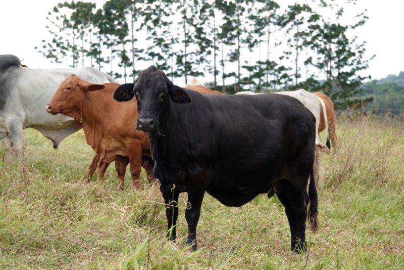 1297 Mossman-Mount Molloy Road, Julatten For Sale by Farmbuy.com - image 32