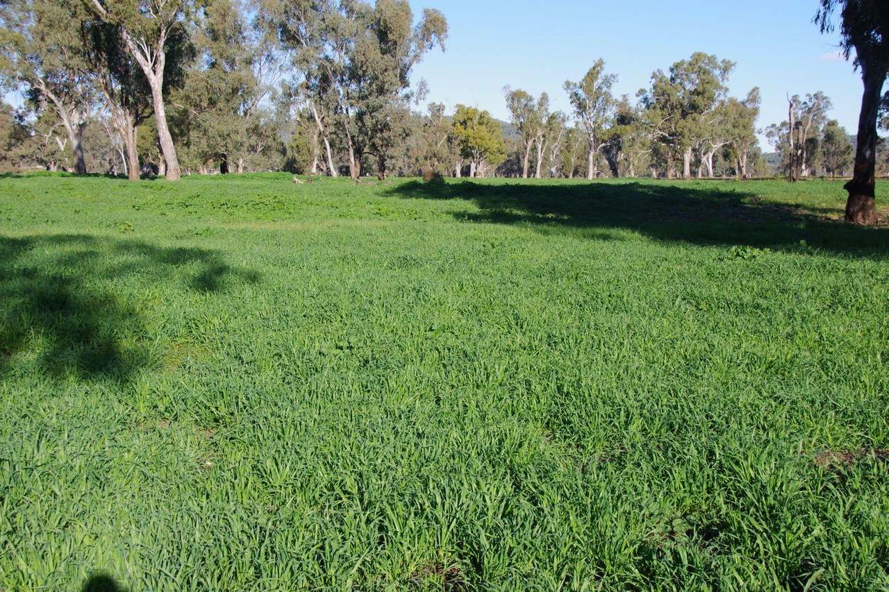 207 Henriendi Lane, Narrabri Sold by Farmbuy.com - image 18