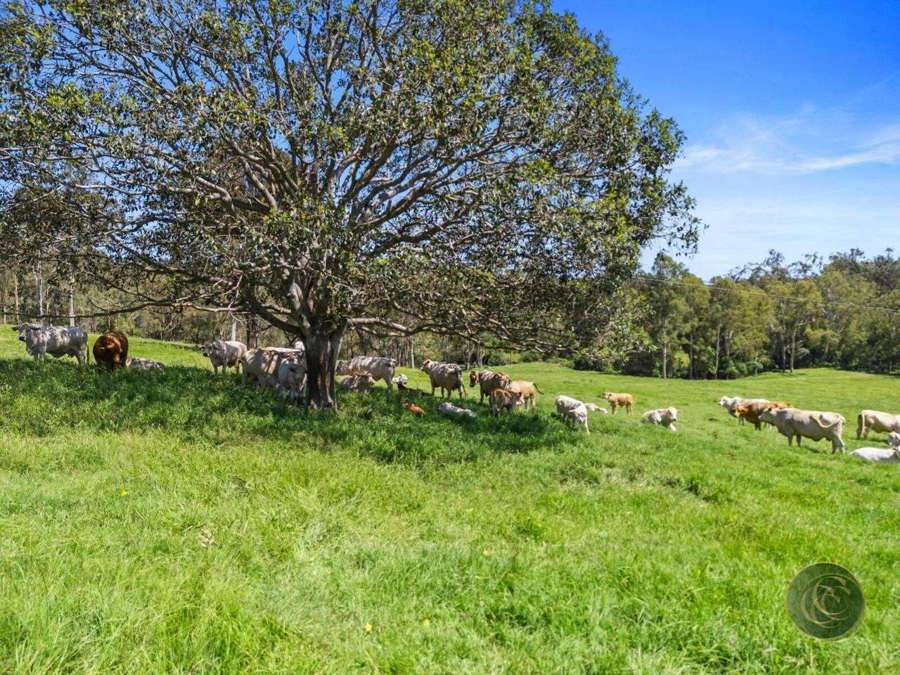 547 Rocks Road, Pie Creek For Sale by Farmbuy.com - image 7