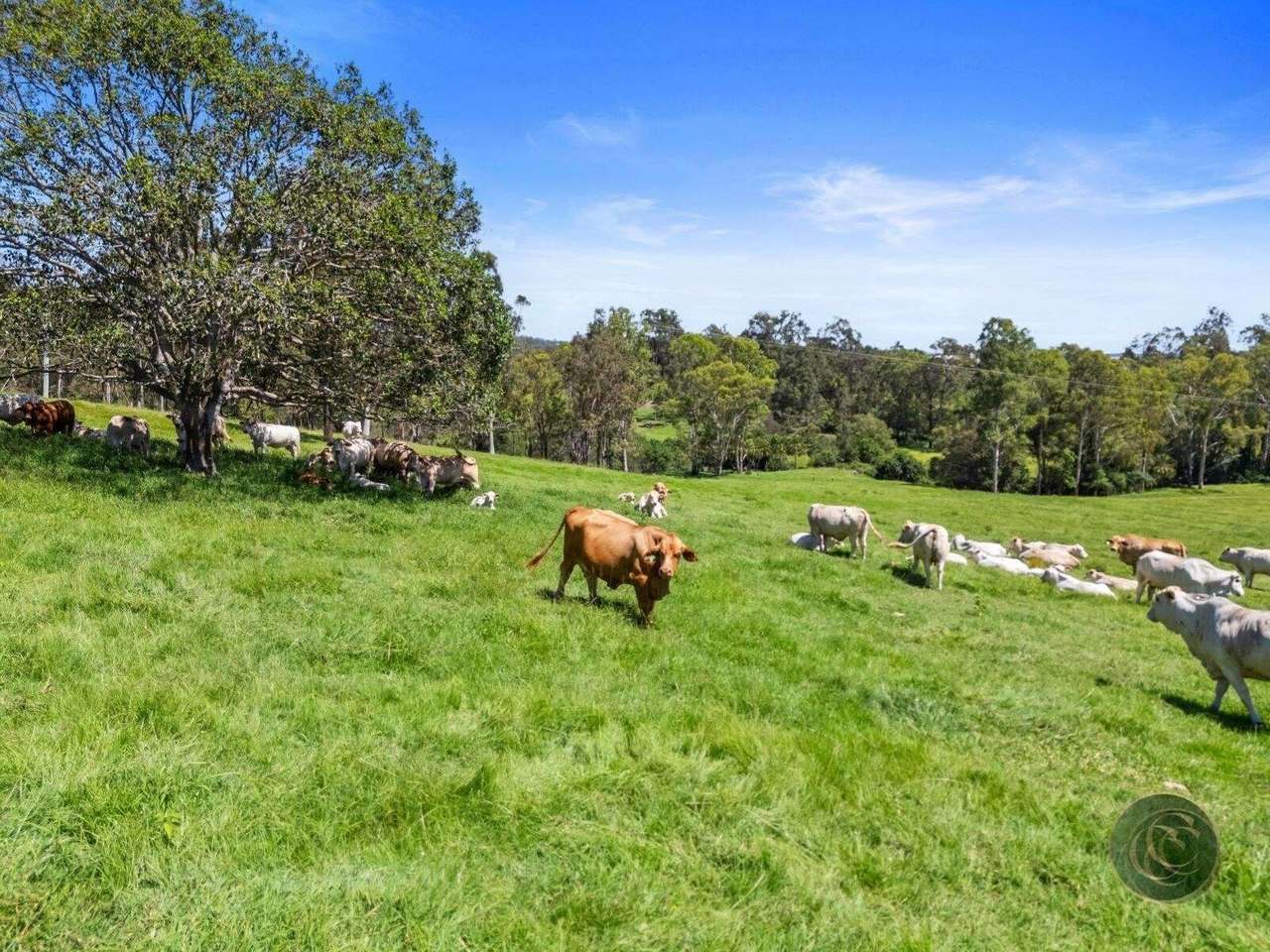 547 Rocks Road, Pie Creek For Sale by Farmbuy.com - image 9