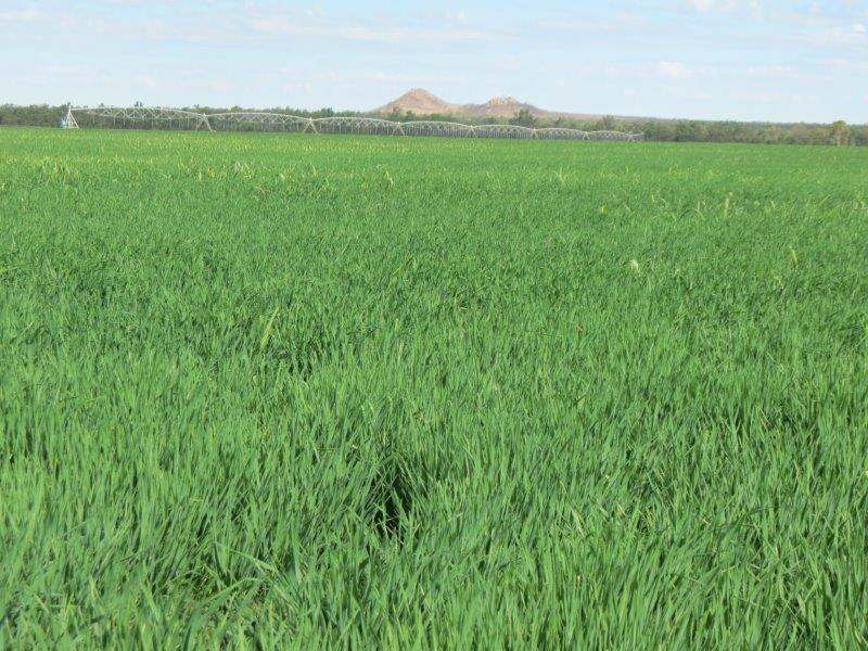 312 Anabranch Road, Breddan Sold by Farmbuy.com - image 23