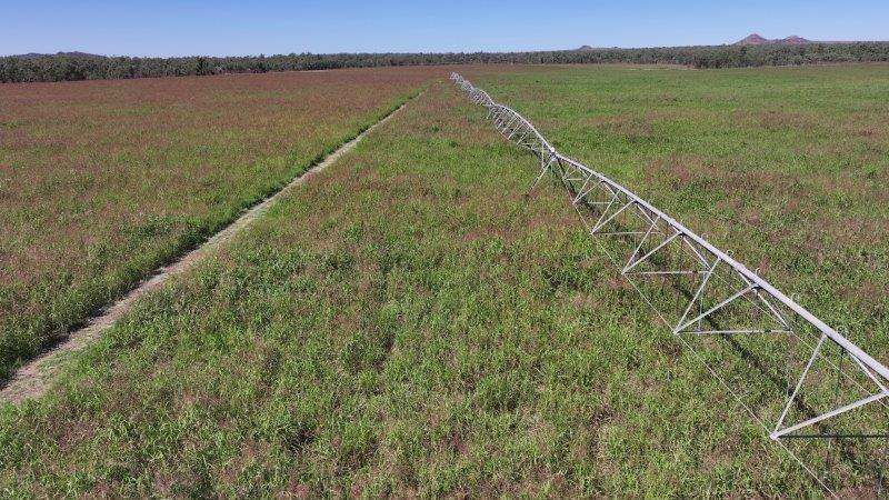 312 Anabranch Road, Breddan Sold by Farmbuy.com - image 22