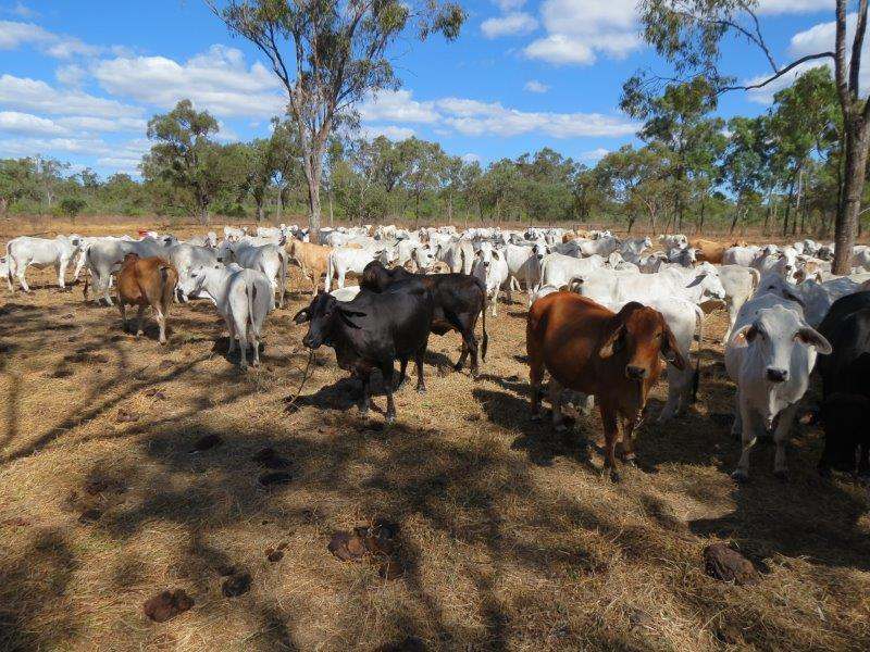312 Anabranch Road, Breddan Sold by Farmbuy.com - image 43