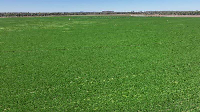 312 Anabranch Road, Breddan Sold by Farmbuy.com - image 20