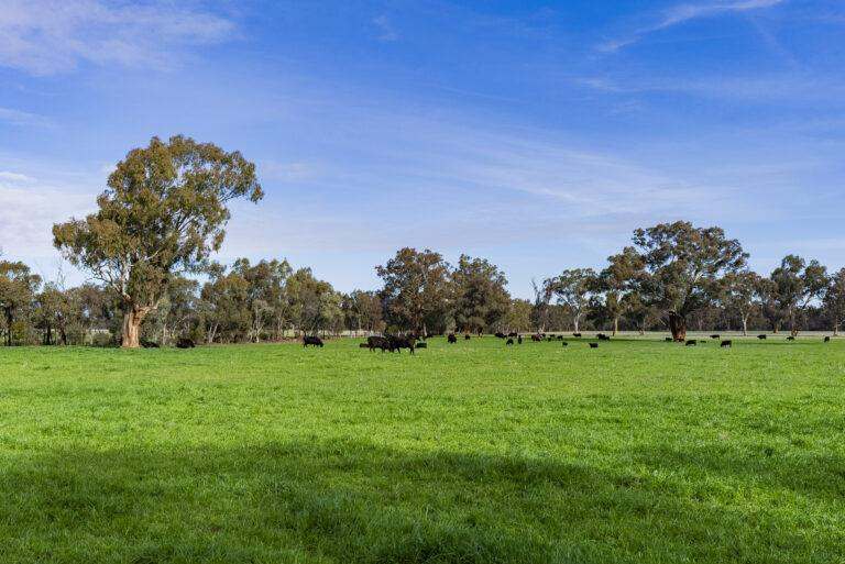 4646 Holbrook Road, Mangoplah Auction by Farmbuy.com - image 44