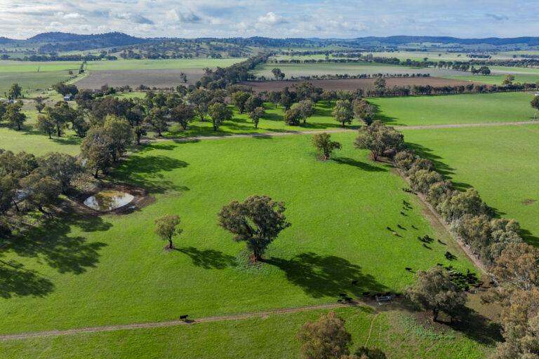 4646 Holbrook Road, Mangoplah Auction by Farmbuy.com - image 41