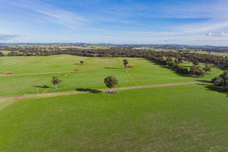 4646 Holbrook Road, Mangoplah Auction by Farmbuy.com - image 49