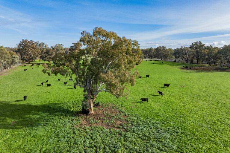 4646 Holbrook Road, Mangoplah Auction by Farmbuy.com - image 40