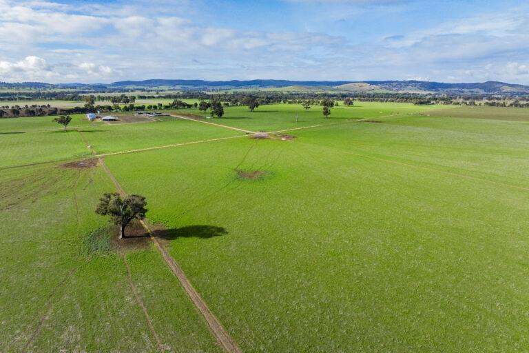 4646 Holbrook Road, Mangoplah Auction by Farmbuy.com - image 46