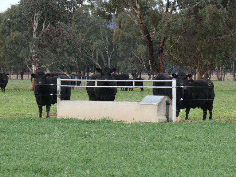 4646 Holbrook Road, Mangoplah Auction by Farmbuy.com - image 38