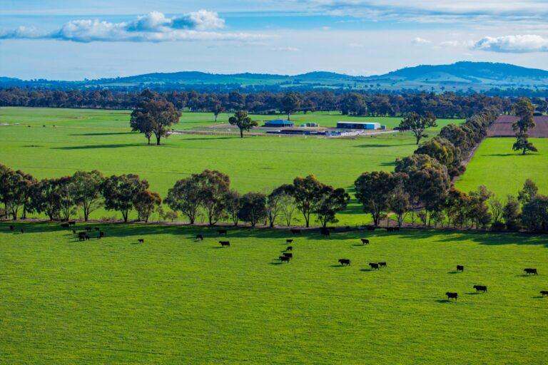 4646 Holbrook Road, Mangoplah Auction by Farmbuy.com - image 42