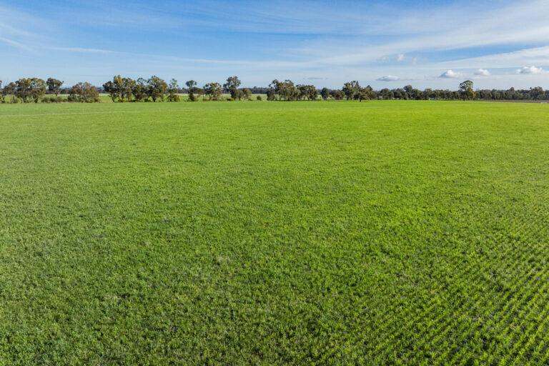 4646 Holbrook Road, Mangoplah Auction by Farmbuy.com - image 50