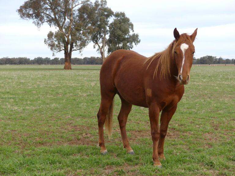 4646 Holbrook Road, Mangoplah Auction by Farmbuy.com - image 35