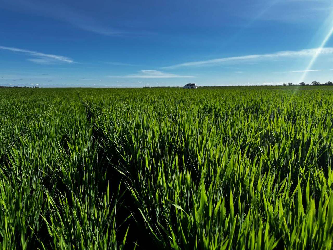 Smeatonvale Laterals Boree-Morago Road, Deniliquin Expressions of Interest by Farmbuy.com - image 24