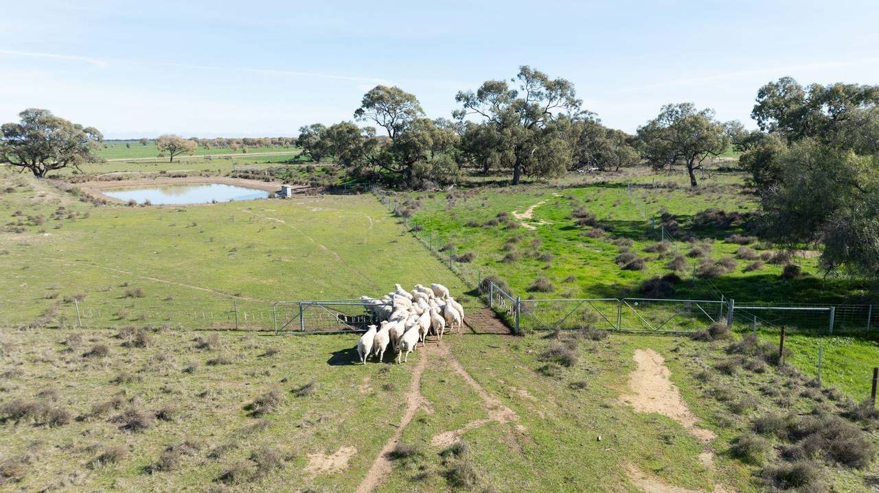 Smeatonvale Laterals Boree-Morago Road, Deniliquin Expressions of Interest by Farmbuy.com - image 19