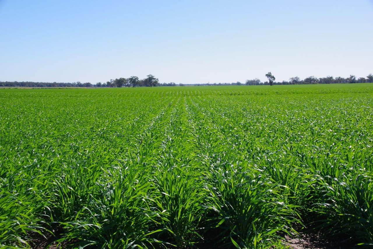 637 Mellburra Road, Narrabri Auction by Farmbuy.com - image 4