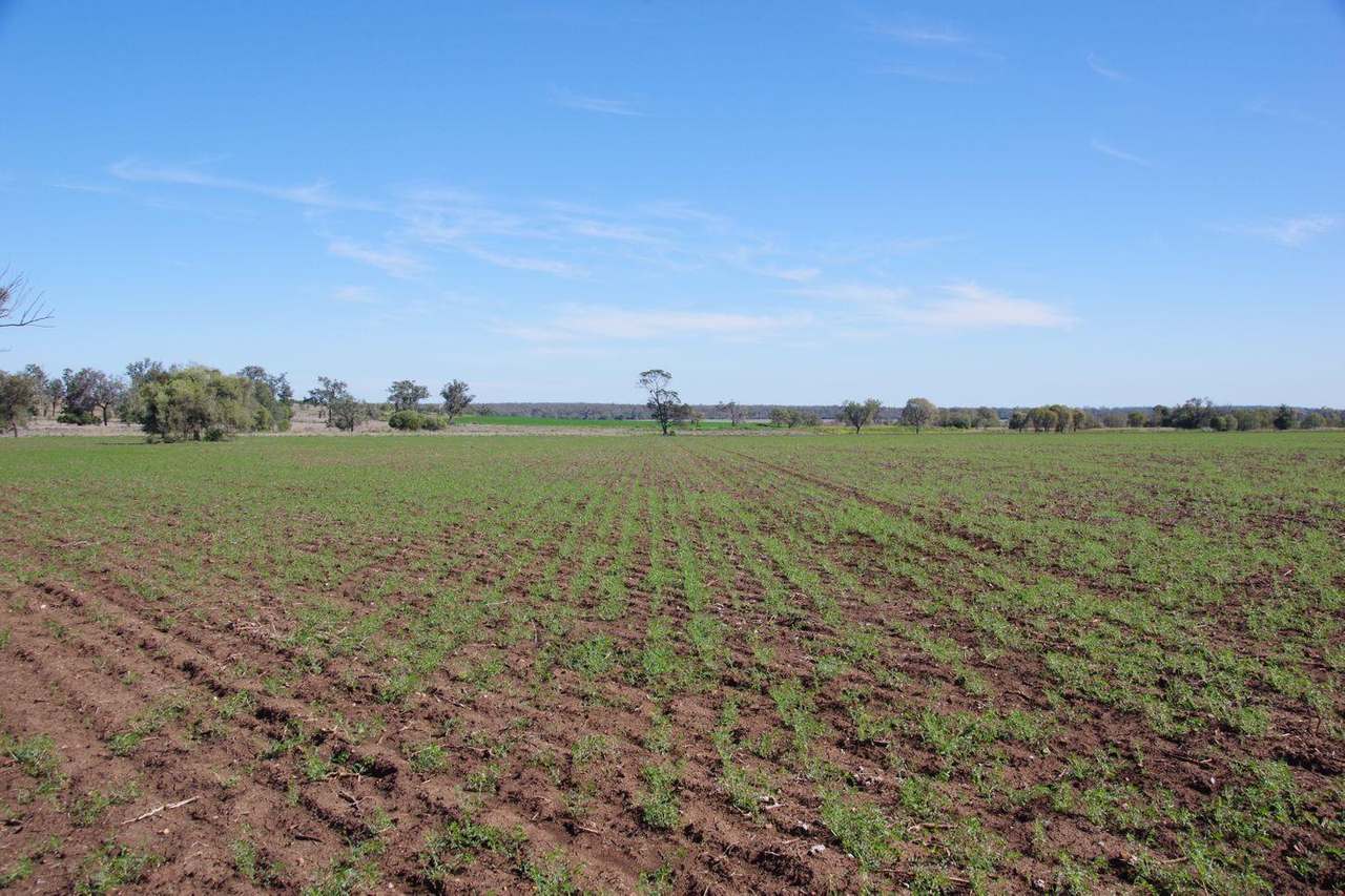 637 Mellburra Road, Narrabri Auction by Farmbuy.com - image 33