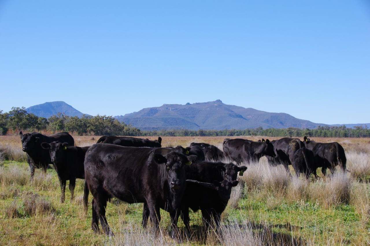 637 Mellburra Road, Narrabri Auction by Farmbuy.com - image 23