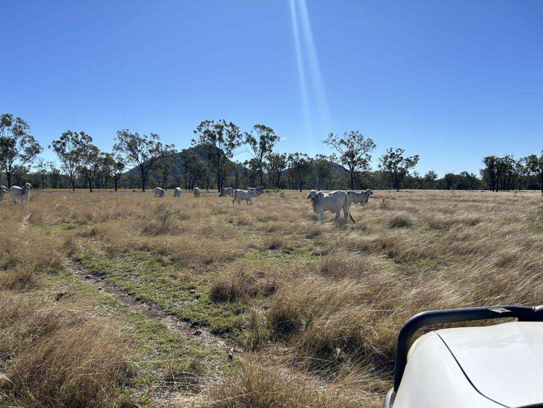 Cunningham Road, Alton Downs For Sale by Farmbuy.com - image 7