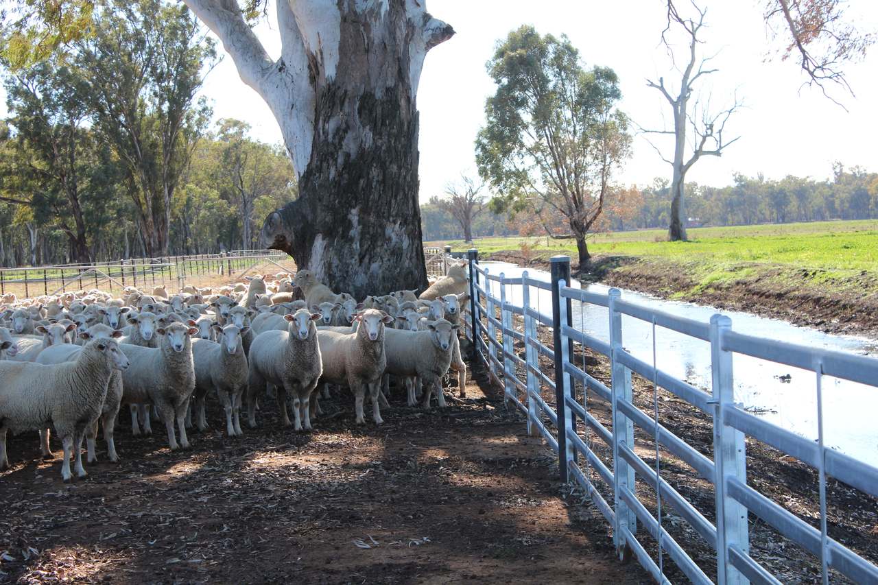 8065 Lachlan Valley Way, Forbes For Sale by Farmbuy.com - image 12