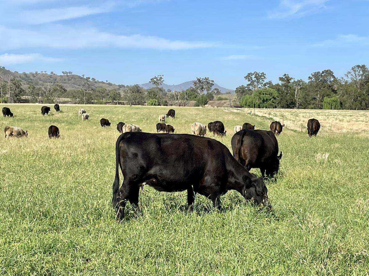 Hunter Road Moonan Flat (Via), Scone Auction by Farmbuy.com - image 26