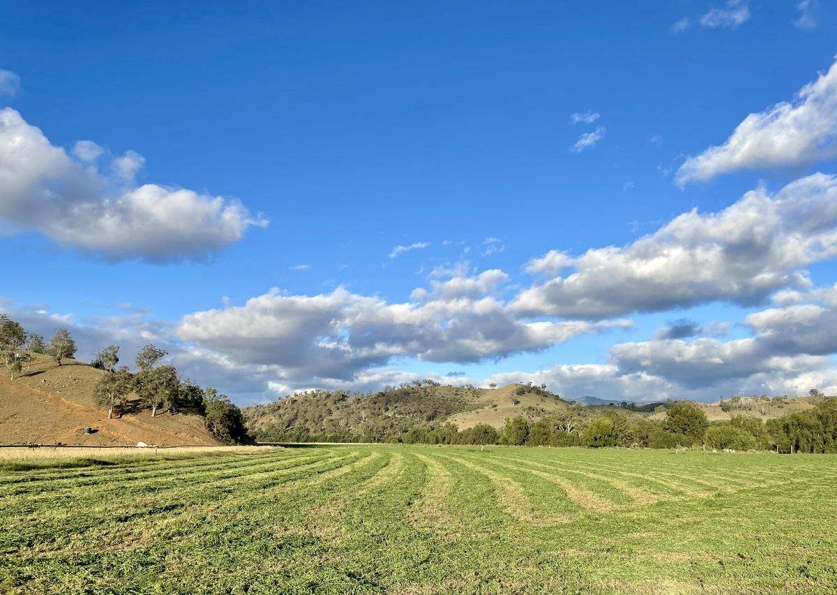 Hunter Road Moonan Flat (Via), Scone Auction by Farmbuy.com - image 27