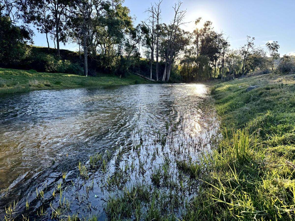 Hunter Road Moonan Flat (Via), Scone Auction by Farmbuy.com - image 29