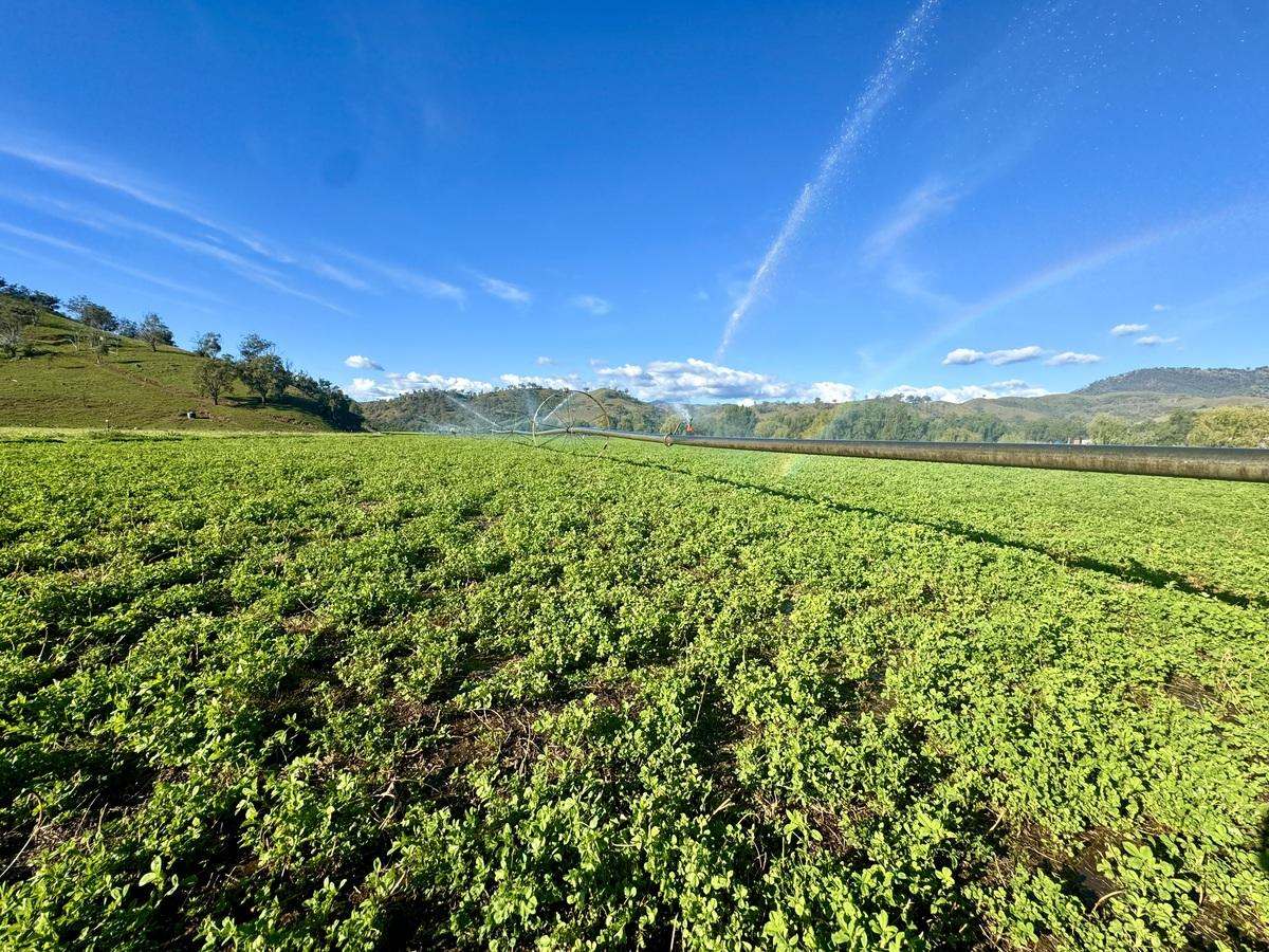 Hunter Road Moonan Flat (Via), Scone Auction by Farmbuy.com - image 18
